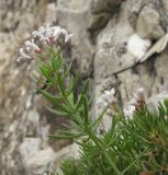 Asperula biebersteinii. Верхушка побега с соцветием. Краснодарский край, м/о г. Новороссийск, гора Большой Маркотх, ≈ 680 м н.у.м., в расщелине скалы. 22.06.2014.