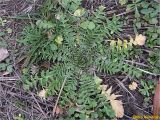 Capsella bursa-pastoris