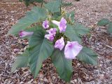 Ipomoea carnea