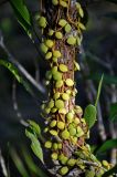 Dischidia nummularia