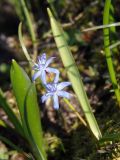 Scilla bifolia