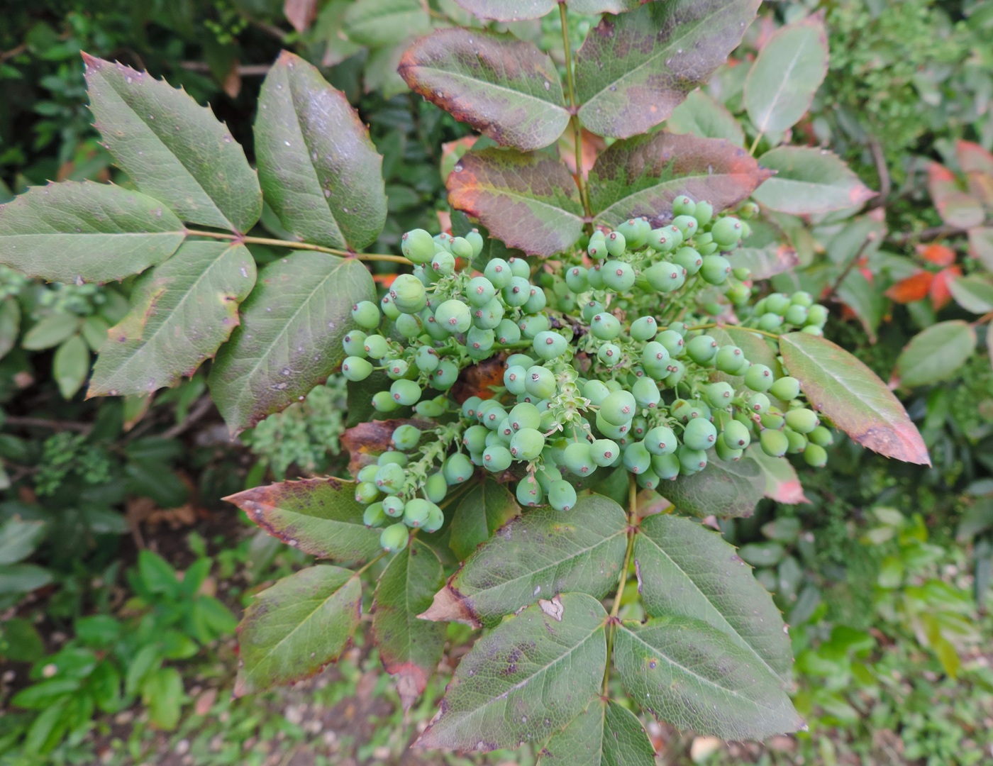 Изображение особи Mahonia aquifolium.