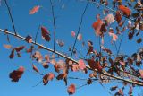 Ulmus glabra