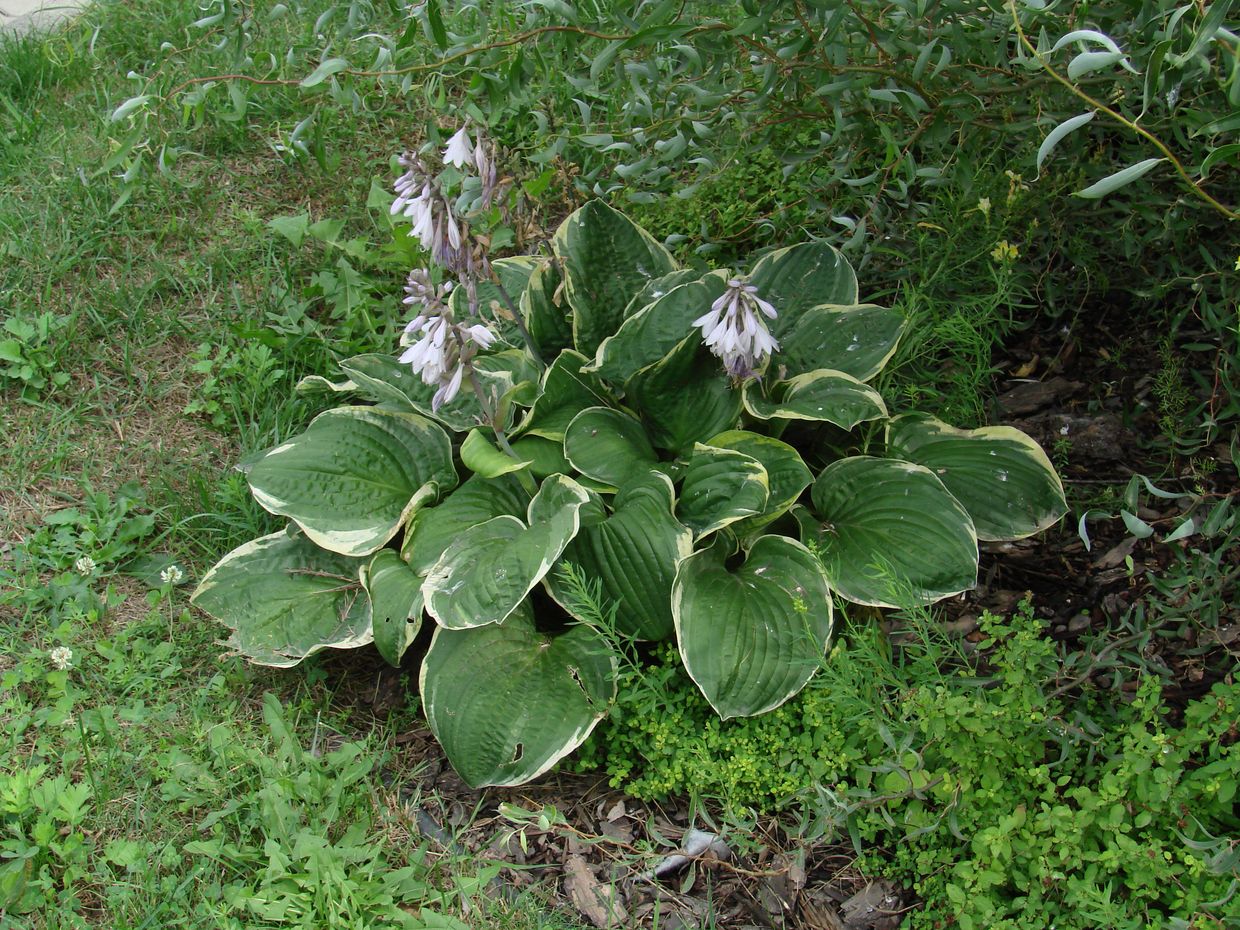 Изображение особи род Hosta.