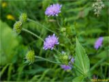 Knautia dipsacifolia