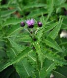 Cirsium helenioides