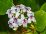 Pseuderanthemum carruthersii. Соцветие с бутонами и цветками. Танзания, автономия Занзибар, о-в Унгуджа, Central South Region, курорт Kiwengwa, территория гостиницы. 31.10.2018.