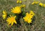 Adonis vernalis