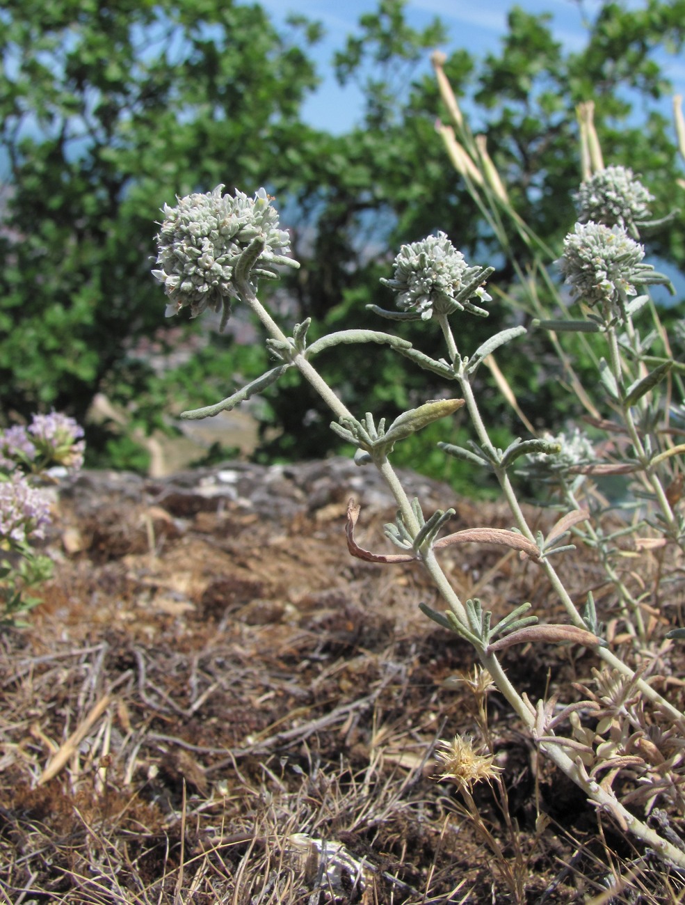 Изображение особи Teucrium capitatum.