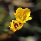 Saxifraga flagellaris