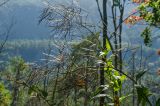 Sisymbrium strictissimum. Верхушки плодоносящих растений. Башкортостан, Гафурийский р-н, окр. дер. Толпарово, долина р. Зилим, вершина скального массива, которым гора Мамбет обрывается в реку, опушка широколиственного леса. 1 сентября 2020 г.