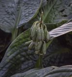 Hosta sieboldiana