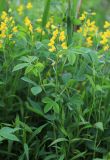 Thermopsis lupinoides