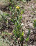 Klasea latifolia