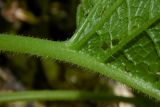 Trachystemon orientalis