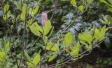 Clethra alnifolia