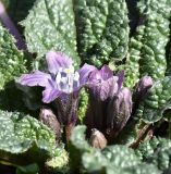 Mandragora autumnalis