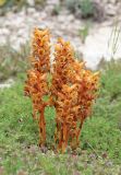 Orobanche подвид xanthostigma