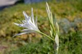 Pancratium maritimum