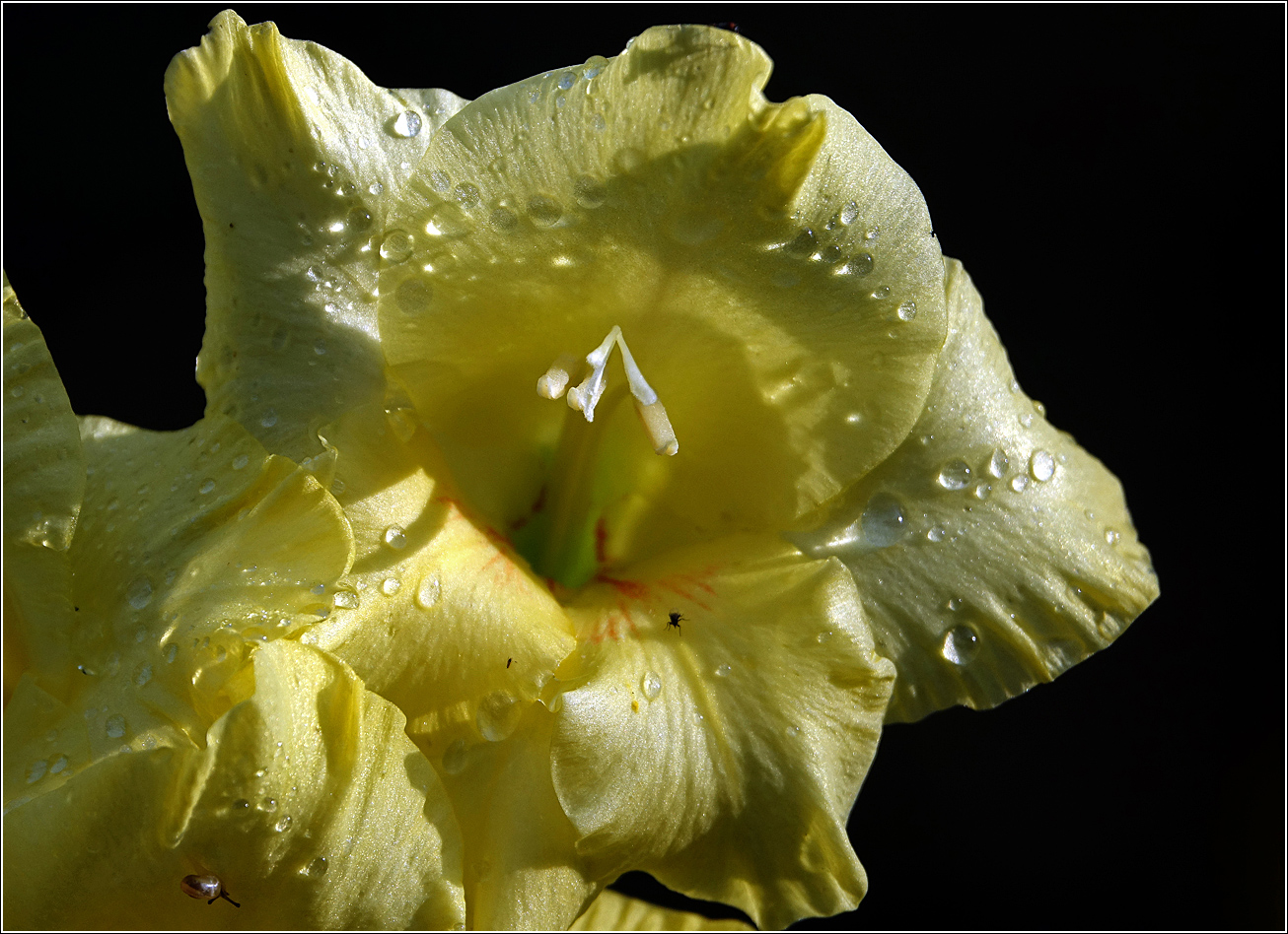 Изображение особи Gladiolus &times; gandavensis.