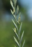 Elytrigia repens. Часть соцветия с цветущими колосками (видны пыльники). Беларусь, Витебская обл., дер. Сурмино, берег озера, суходольный луг на песке. 24.06.2023.