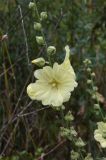 Alcea rugosa