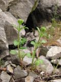 Centranthus calcitrapae. Зацветающие растения. Южный Берег Крыма, пос. Симеиз, гора Кошка. 2 мая 2011 г.