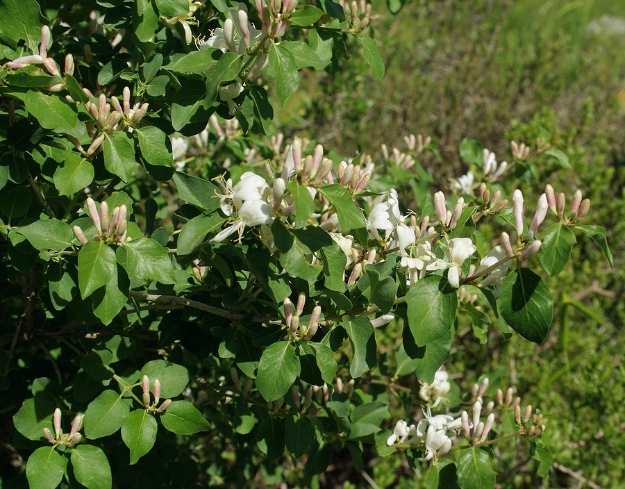 Изображение особи Lonicera nummulariifolia.