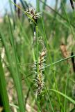 Carex melanostachya. Часть побега с женскими соцветиями и затаившимся пауком. Ростовская обл., Азовский р-н, побережье Таганрогского залива, окр. с. Займо-Обрыв. 29.04.2012.