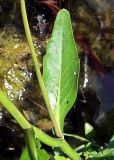 Rorippa amphibia