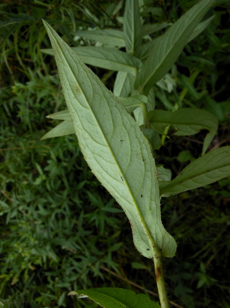 Изображение особи Cirsium coryletorum.