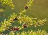 Larix cajanderi