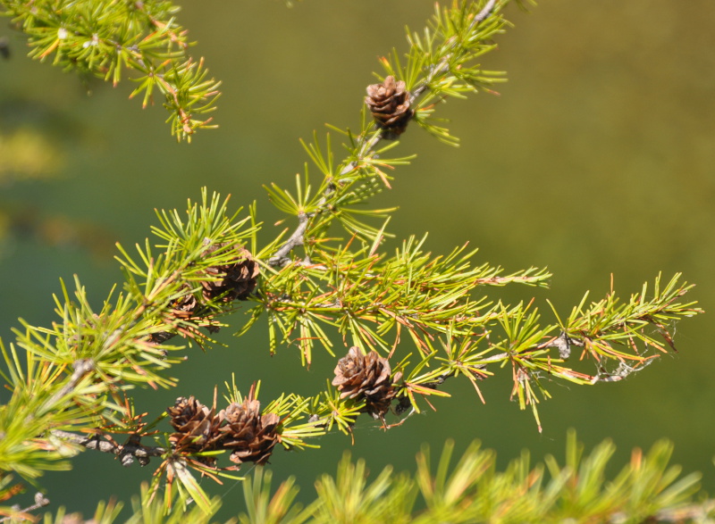 Image of Larix cajanderi specimen.