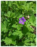 Geranium sylvaticum