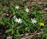 Anemone altaica