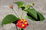 Lantana camara