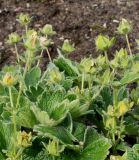 Potentilla megalantha