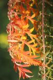 Rhus typhina f. laciniata