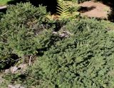 Picea abies. Вегетирующее растение ('Pumila Nigra'). Германия, г. Essen, Grugapark. 29.09.2013.