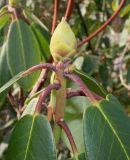 Rhododendron sutchuenense. Верхушка побега с цветочной почкой. Германия, г. Дюссельдорф, Ботанический сад университета. 02.03.2014.