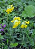 Primula veris. Цветущие растения. Краснодарский край, пос. Мезмай. 27.04.2014.