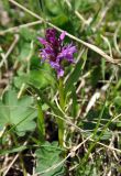 Dactylorhiza euxina