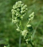 Thalictrum flavum