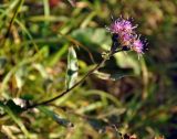 Saussurea alpina. Верхушка цветущего растения. Республика Коми, Печоро-Илычский заповедник, хр. Мань-Пупунёр, горная тундра. 18.08.2014.