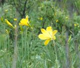 Hemerocallis minor. Верхушки растений с цветками и бутонами. Иркутская обл., западное побережье Байкала, окр. базы \"Чара\", пойма руч. Хорга 03.07.2014.