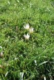 Tulipa bifloriformis