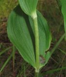 Epipactis helleborine