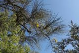 Hakea chordophylla