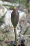 Tulipa biflora