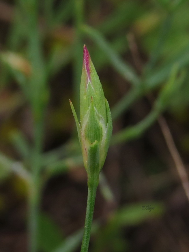 Изображение особи Dianthus campestris.